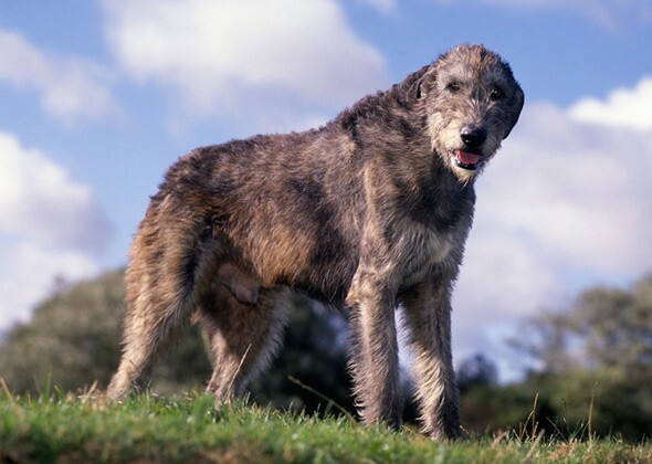 爱尔兰狼犬犬品种