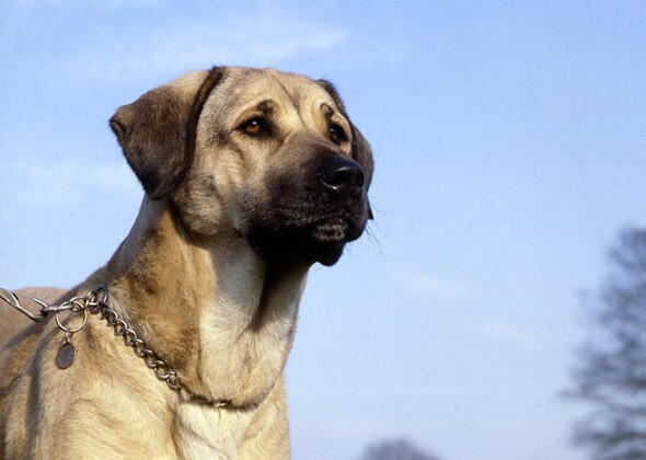 Anatolian牧羊犬养殖