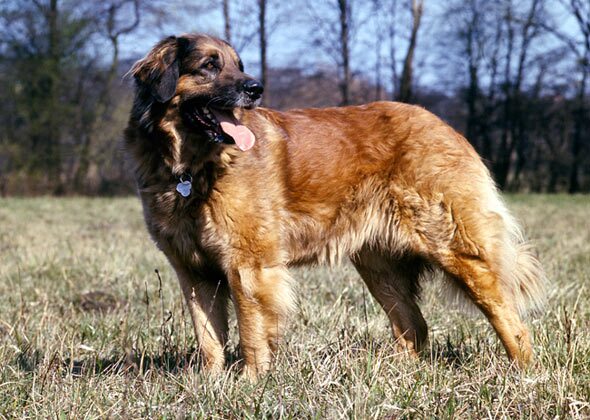 Leonberger Dog品种