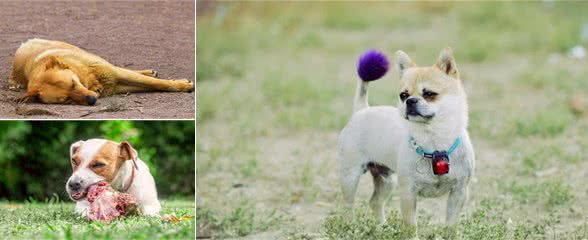 狗狗患上这5种疾病，应当远离它，不然主人都要遭殃