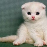 医学角度分析猫的攻击性