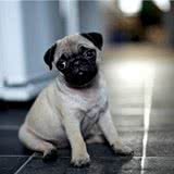 细说宠物狗易患的三种疾病