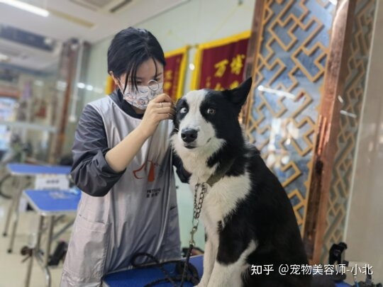 哪里有给狗狗美容的学校_郑州金水区哪家狗狗美容做的好_狗狗美容游戏