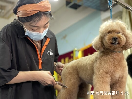 郑州金水区哪家狗狗美容做的好_狗狗美容游戏_哪里有给狗狗美容的学校