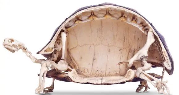 乌龟的壳像什么_草乌龟不晒太阳烂壳_乌龟需要经常刷壳吗