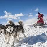 你们知道西伯利亚雪橇犬为什么叫哈士奇吗？