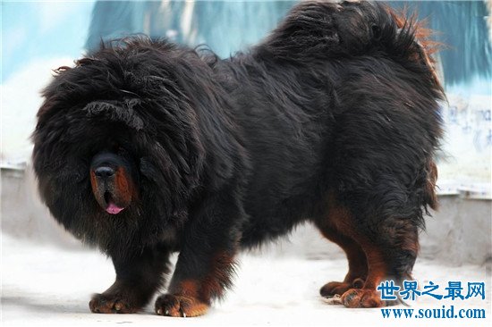 世界上10大最贵的狗品种排行榜，罗秦犬的价格绝对超乎你想象
