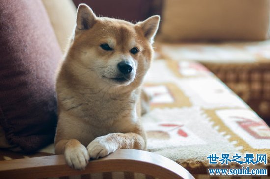世界上10大最贵的狗品种排行榜，罗秦犬的价格绝对超乎你想象