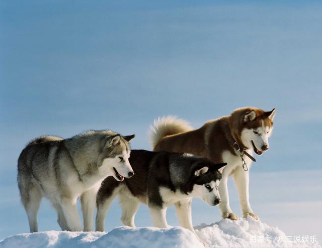 哆啦a梦南极冒险百度云_南极大冒险八只狗品种_日本南极爱斯基摩狗
