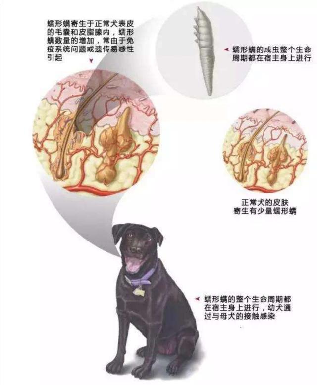 病狗神题_狗病_疯狗病 狗脑髓