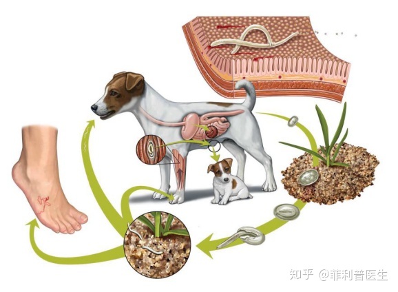 疯狗病 狗脑髓_狗病_病狗神题