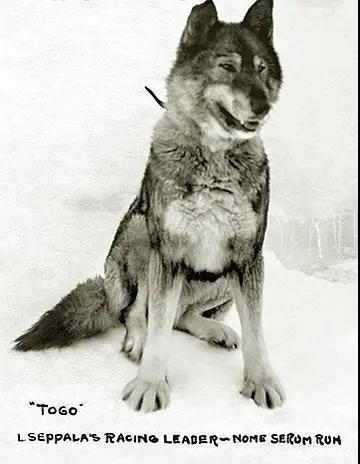 南极大冒险八只狗品种_大耳朵狗立狗品种大全_细狗品种有哪些品种图片
