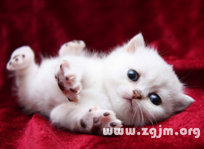 别人的猫咪像猫咪是什么歌_梦到猫咪是什么意思_孕妇梦到白色猫咪是什么意思