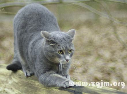 猫咪做梦会梦到主人吗_梦到猫咪是什么意思_梦到猫咪抓我是什么意思