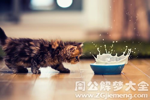 孕妇梦见猫被淹死_梦见猫淹死在水里_梦见自己孩子掉水淹死