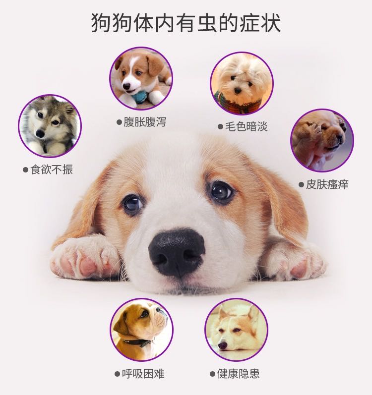 养狗 风疹病毒_养博美犬好还是养泰迪狗好_狗养大的老虎不咬狗