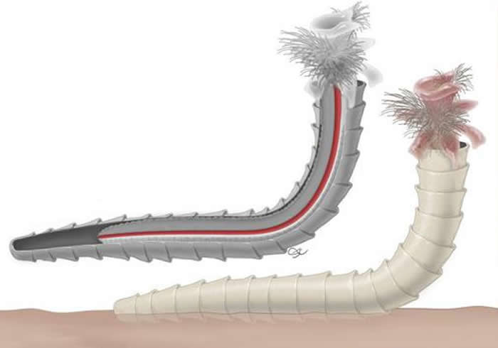 乌龟完整实体化石_乌龟化石值多少钱_树化石值钱吗