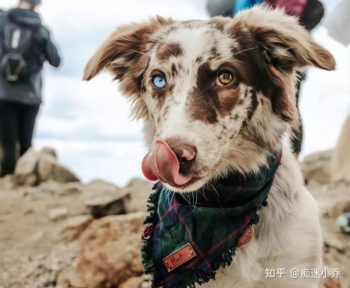 纯种狗和杂交狗配_纯种狗和杂交狗哪个贵_吉娃娃杂交狗