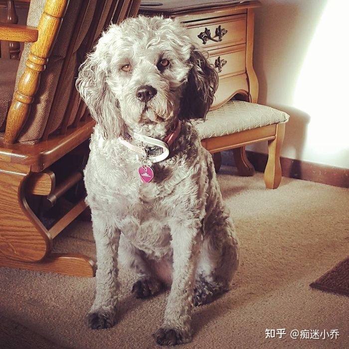 纯种狗和杂交狗配_吉娃娃杂交狗_纯种狗和杂交狗哪个贵