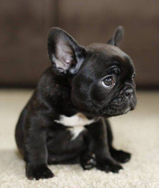 狗鼻子病_赵培军 狗鼻子_病毒性猫鼻子气管炎传染狗吗