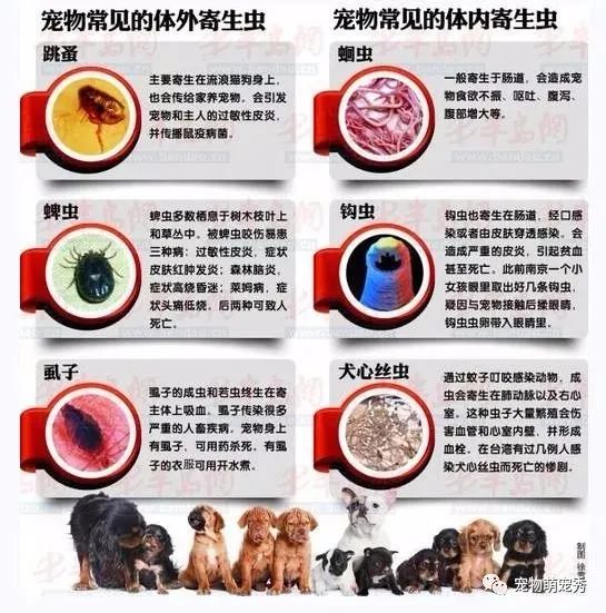 蜱虫狗密集动态图_家养狗蜱虫_狗身上的蜱虫