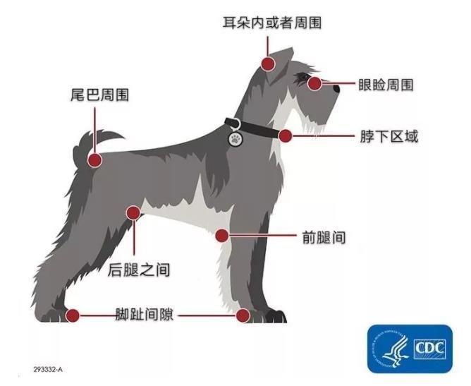 狗身上的蜱虫_家养狗蜱虫_蜱虫狗密集动态图
