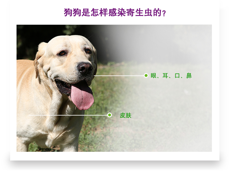 狗身上的蜱虫_蜱虫狗密集动态图_家养狗蜱虫