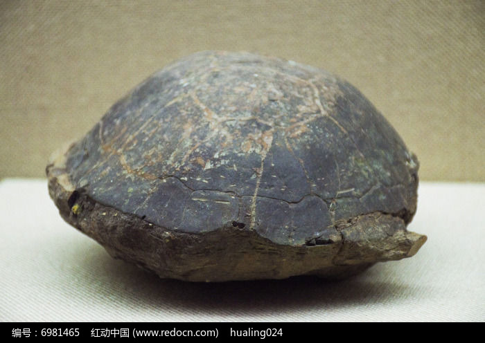 乌龟化石是怎么形成_最值钱的乌龟化石图片_乌龟化石值多少钱