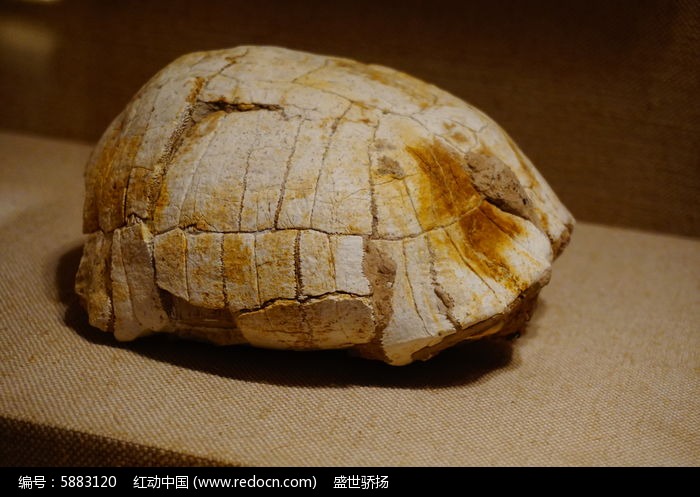 乌龟化石是怎么形成_乌龟化石值多少钱_最值钱的乌龟化石图片
