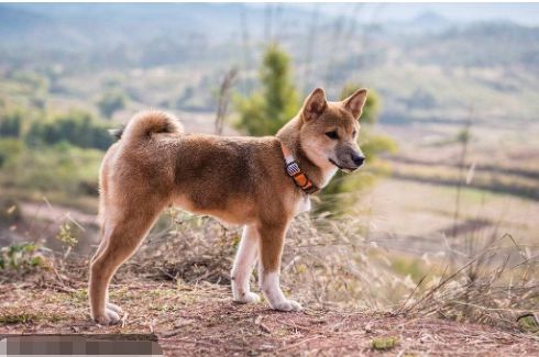 黑色大型犬品种图片_大耳朵狗立狗品种大全_黑色的狗都有什么品种