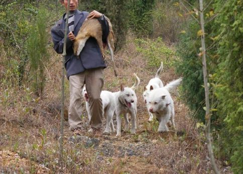 黑色的狗都有什么品种_黑色大型犬品种图片_大耳朵狗立狗品种大全