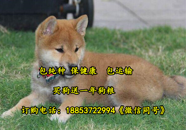 陕西省咸阳市场厂子