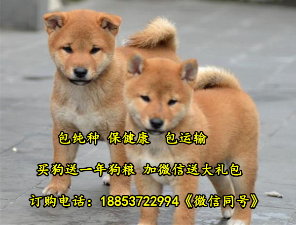 陕西省咸阳市场厂子