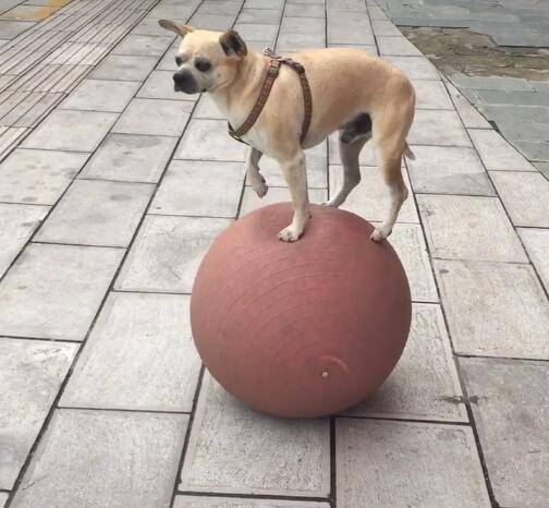 如何训练狗狗使用狗狗厕所【图】_狗狗训练视频_如何训练狗狗捡球
