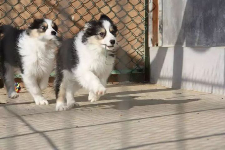 太行犬大笨狗繁育基地_天宇雪橇犬基地 病狗_雪橇三傻是哪三种狗