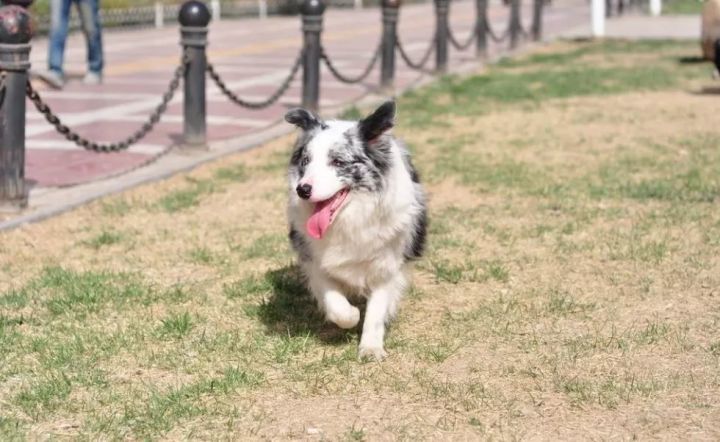 雪橇三傻是哪三种狗_太行犬大笨狗繁育基地_天宇雪橇犬基地 病狗