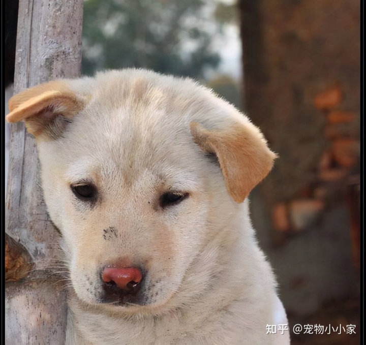 男不养猫女不养狗_为什么说男不养猫女不养狗？_为什么说男不养猫女不养狗