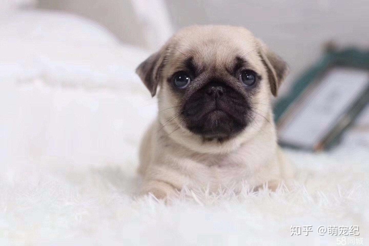 带着狗雪橇逃生的电影_爱斯基摩狗 雪橇_天宇雪橇犬基地 病狗