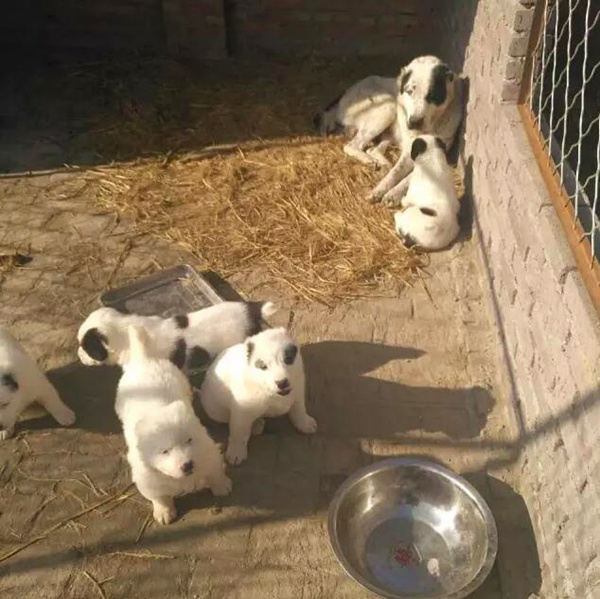 肉食狗什么品种长得快包回收送饲料