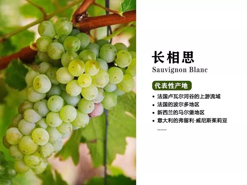希腊狗品种_品种狗_狗品种