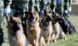 中国正在征用的5种军警犬，每一只都是保家卫国的能手