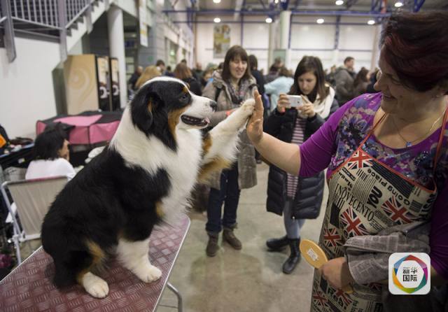 日本人喜欢养什么狗_外国人为什么喜欢养狗_养哪几种狗好养能赚钱