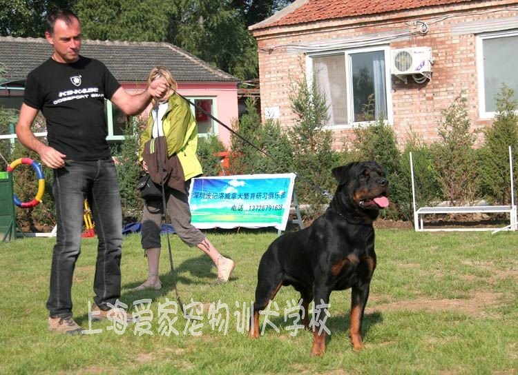日本人喜欢养什么狗_外国人为什么喜欢养狗_养哪几种狗好养能赚钱