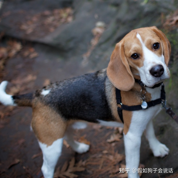 俄罗斯的狗品种大全_俄罗斯犬品种图片大全_俄罗斯饮料品种大全