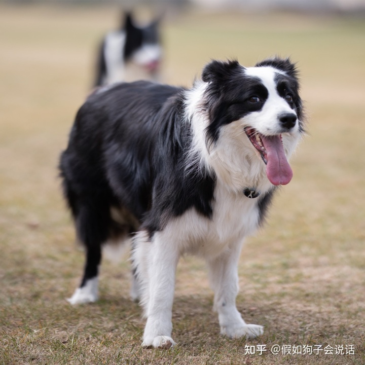 俄罗斯犬品种图片大全_俄罗斯的狗品种大全_俄罗斯饮料品种大全