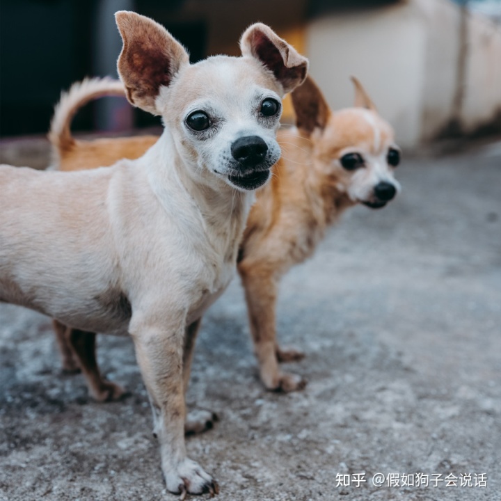 俄罗斯的狗品种大全_俄罗斯犬品种图片大全_俄罗斯饮料品种大全