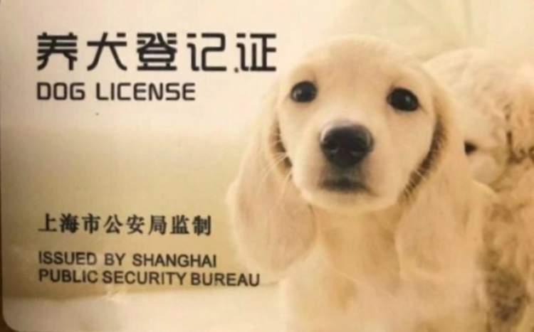 上海养狗条例_养一只猫一只狗还是养两只狗_新手养什么狗最好,要聪明的狗