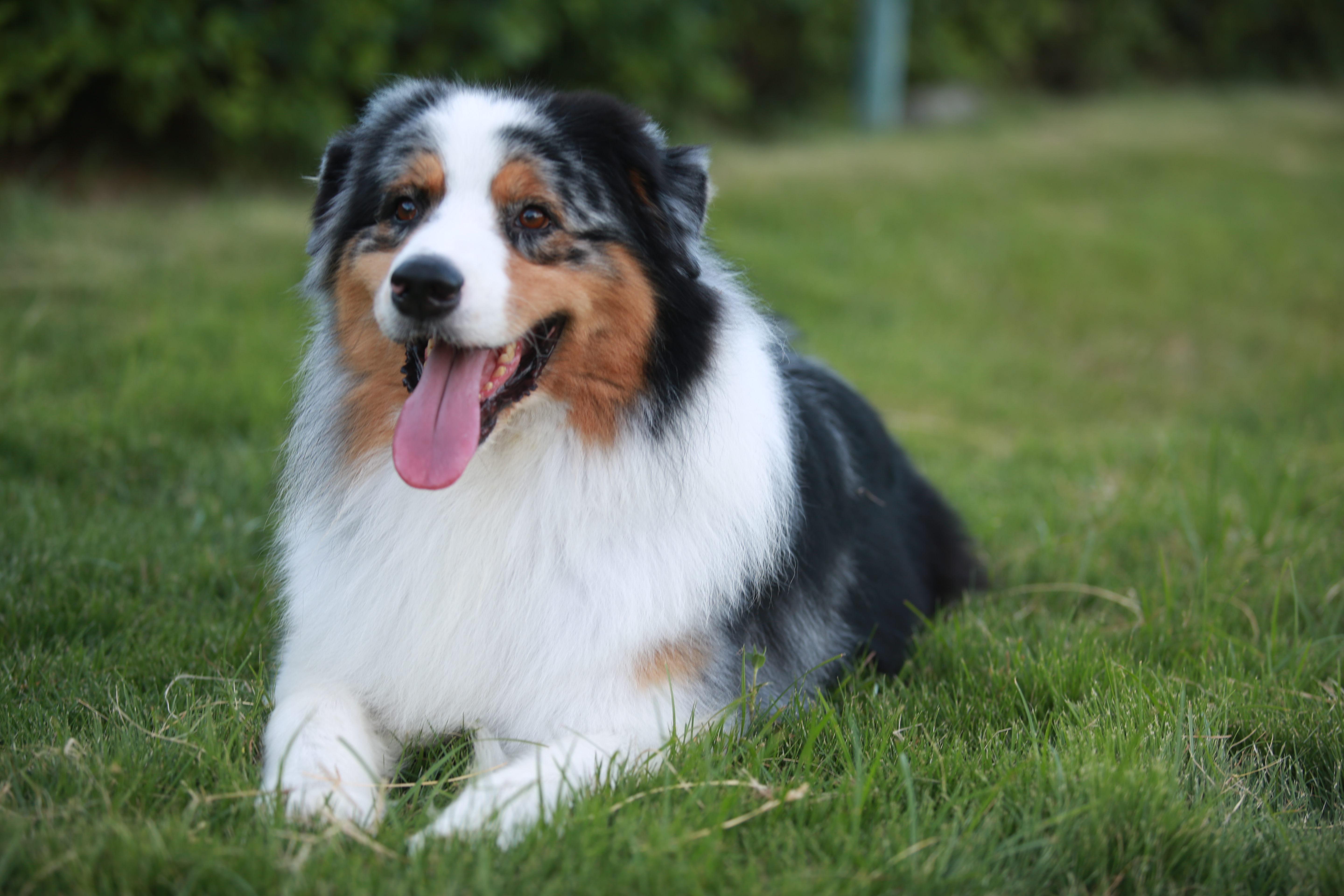 小型澳大利亚牧羊犬图片