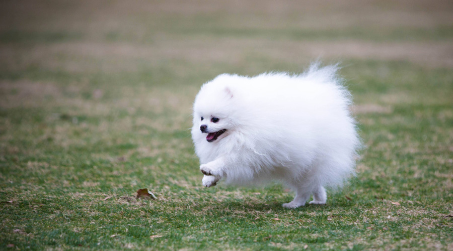 常见小型宠物犬图片