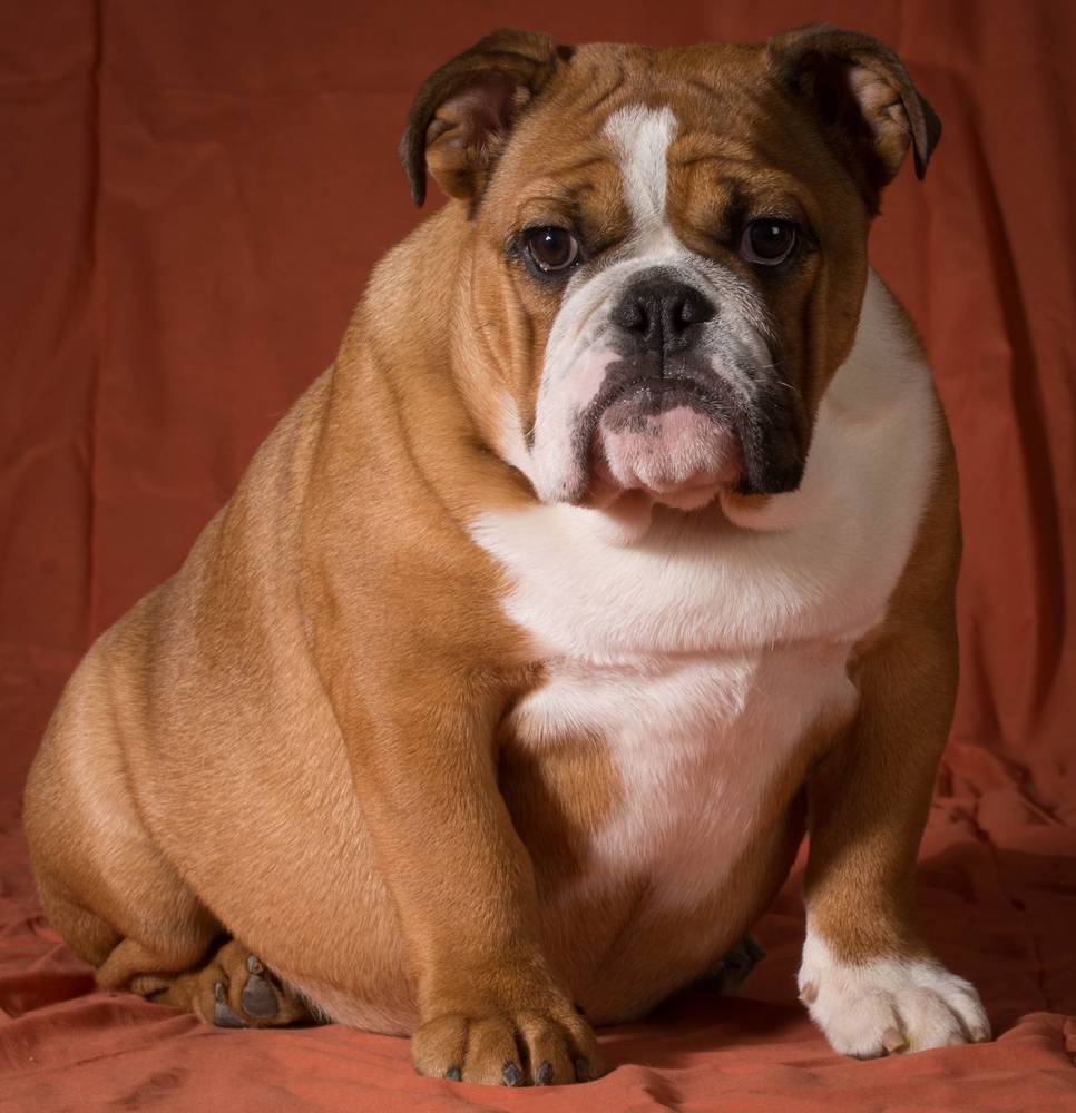 小短腿狗有什么品种_短腿狗有哪些品种_小短腿又胖的狗是啥狗